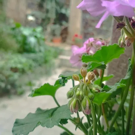 아파트 Loft Centro Ingresso Indipendente Giardino Privato